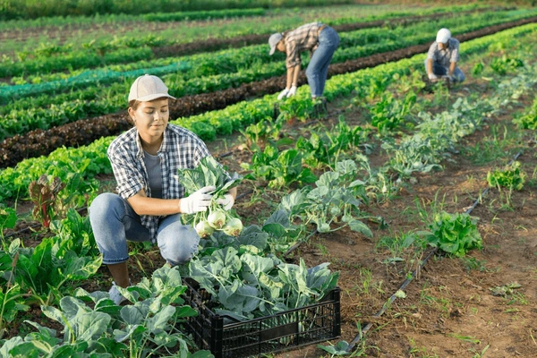 Farm Workers (Agricultural Jobs in USA)