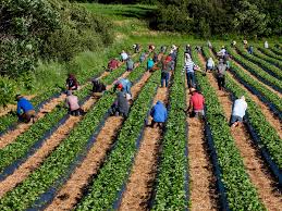 Farm Workers (Agricultural Jobs in USA)